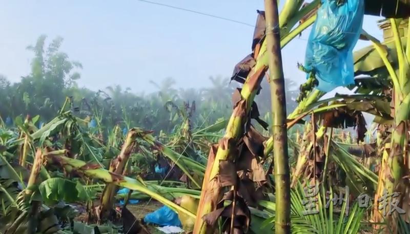 香蕉种植业最怕大风灾，因为风灾可一次性摧毁超过80%的香蕉树，导致香蕉农血本无归。