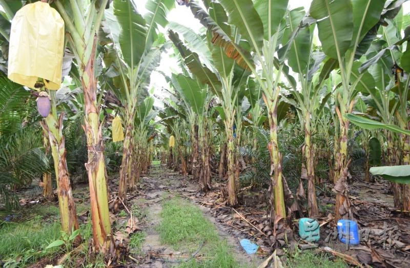迁徙式的香蕉栽种方式，拥有善用土地天然养料及避开香蕉疾病虫害的优点。