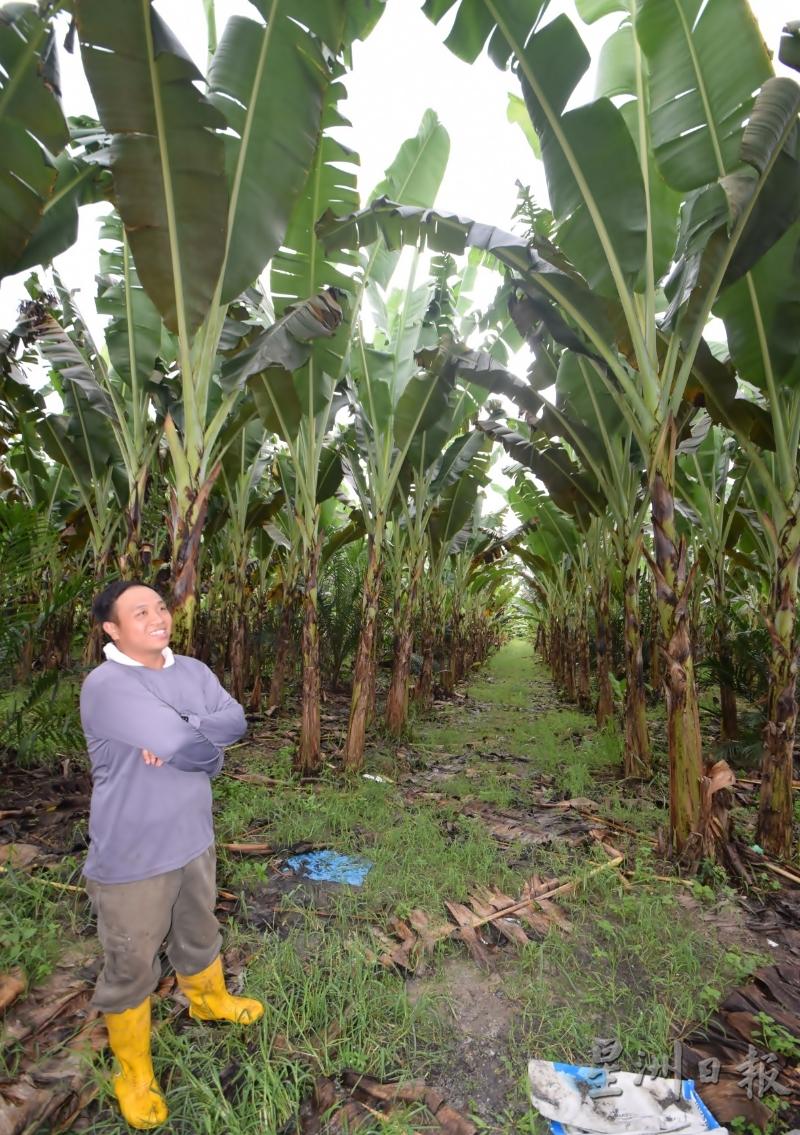 詹可辉说，在冷甲一带都有大片面积的油棕园，使到迁徙栽种香蕉的农耕方式可在这里进行。