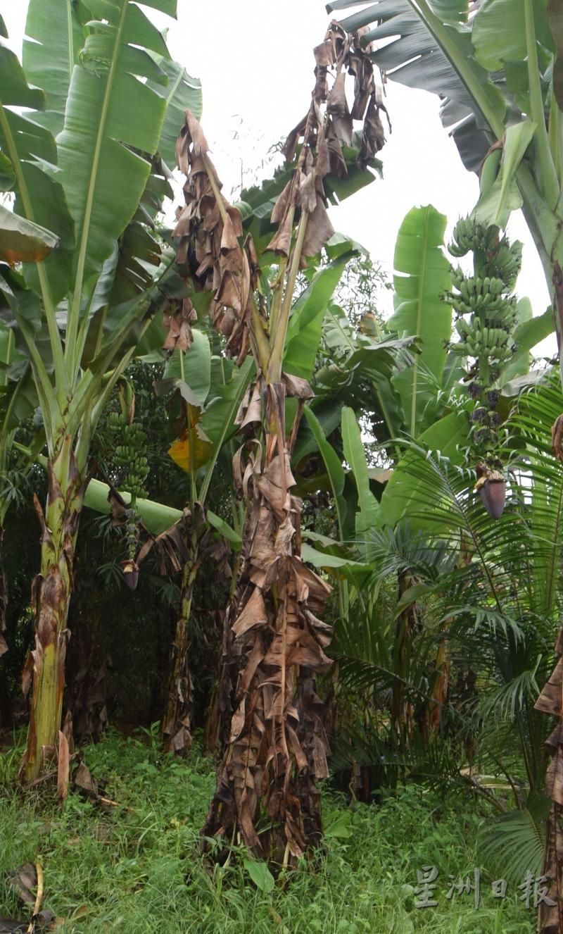 香蕉若感染黄叶病，将是香蕉农的梦魇。