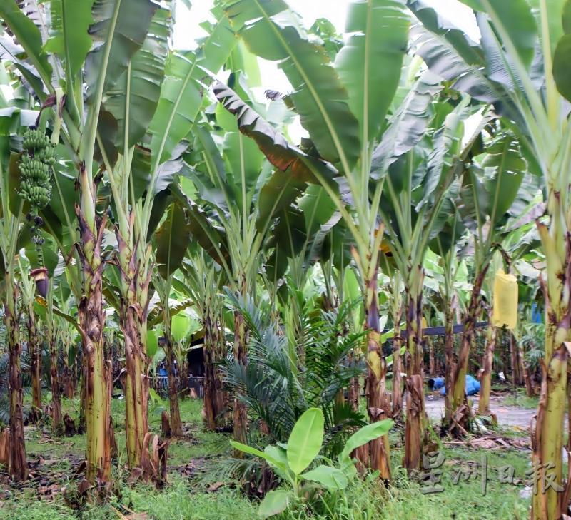 香蕉树就栽种在油棕树苗相隔的空间。