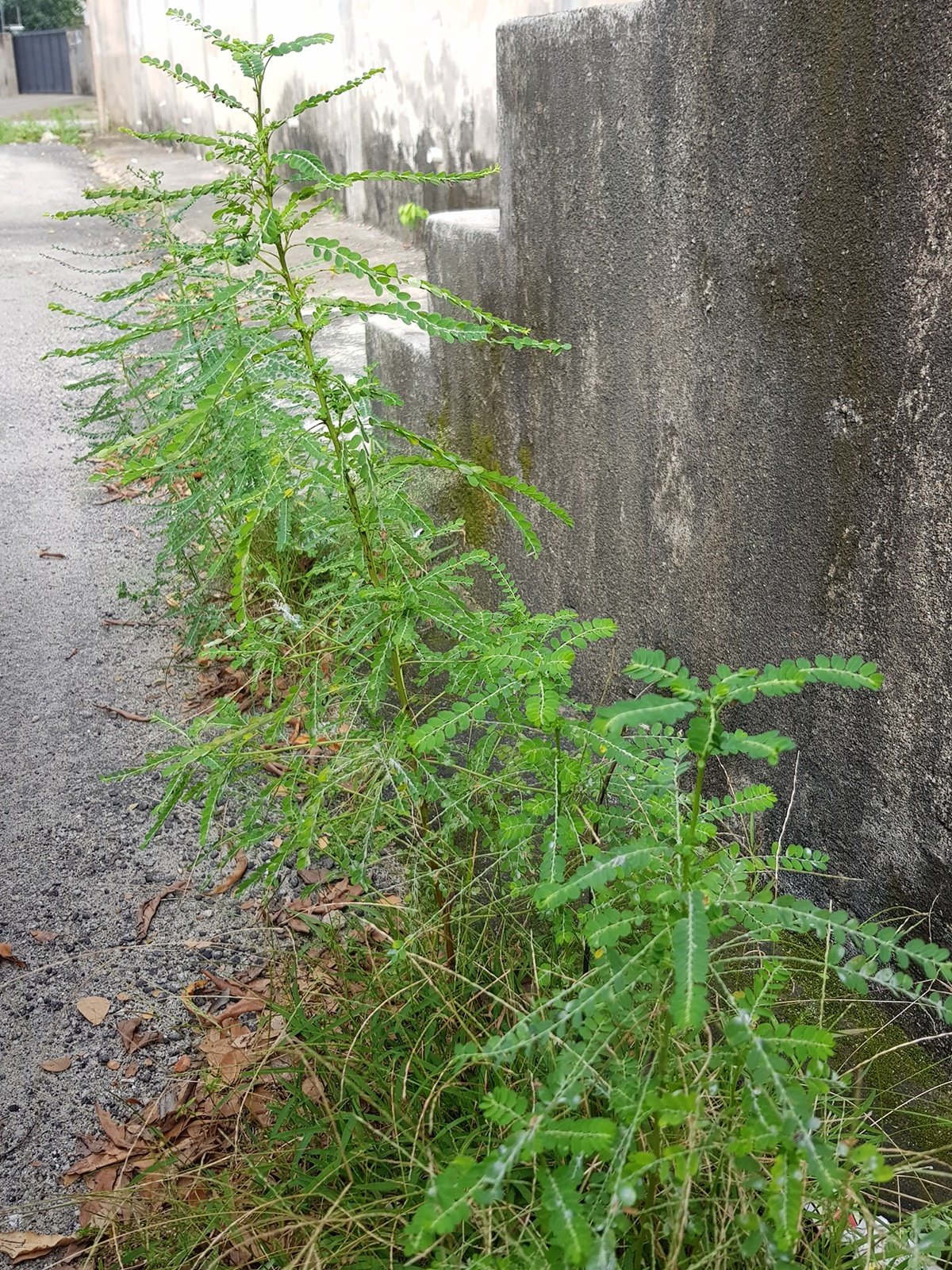 叶下珠多生长在山坡、田边、路边等草丛湿地环境。