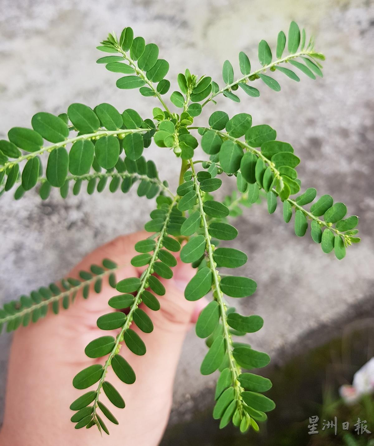 叶下珠内服可养肝明目,也可用于肾炎水肿,泌尿系感染、结石,肠炎,痢疾,小二疳积,眼角膜炎,黄疸型肝炎;外用可消毒退肿,比如被毒蛇或狂犬咬伤,可外敷伤口,对治疮毒痈肿。