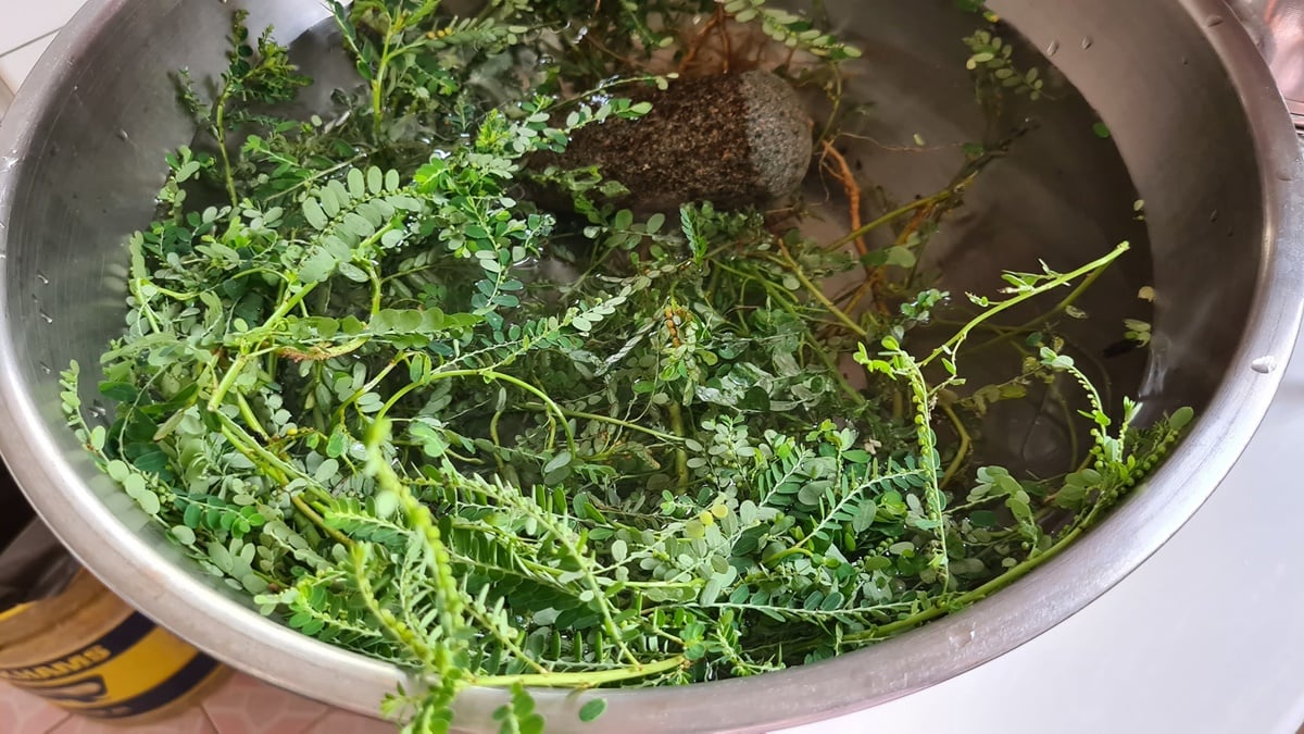 如果想通过饮用叶下珠获得保健效果,可以考虑以1至2个月为一个周期饮用一次叶下珠茶。