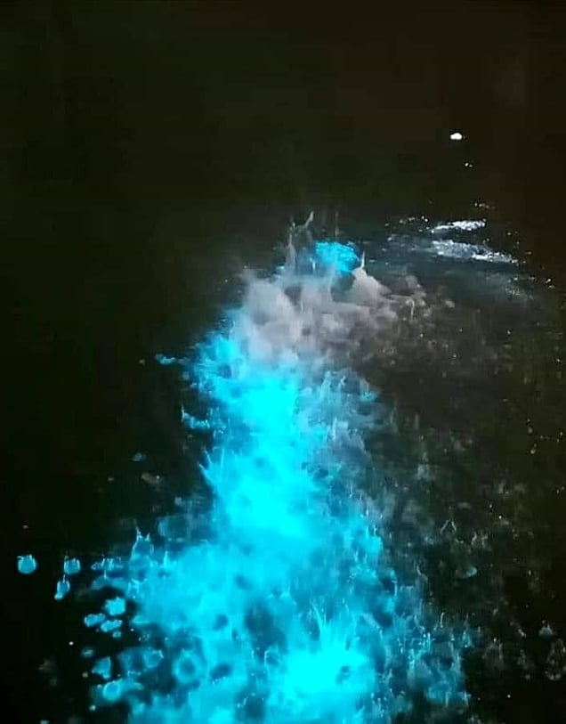 由于近期蓝眼泪大量聚集,所以五条港居民在住家外就可看见蓝眼泪踪影。
