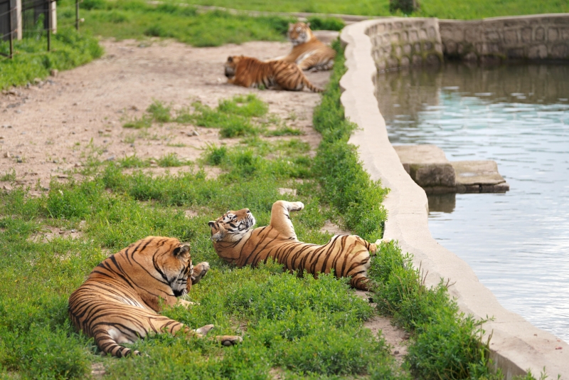 天气炎热，公园里的西伯利亚虎减少了活动，采取了多种方式在盛夏降温。