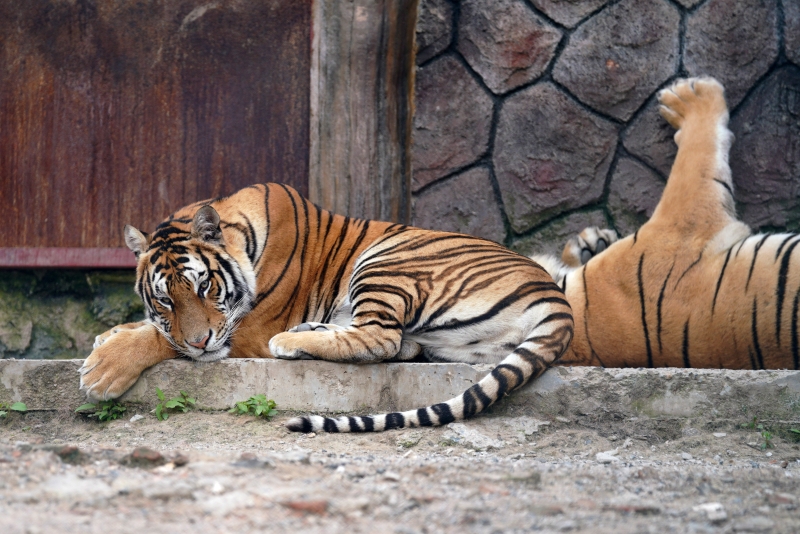 西伯利亚虎各自在园内休息。