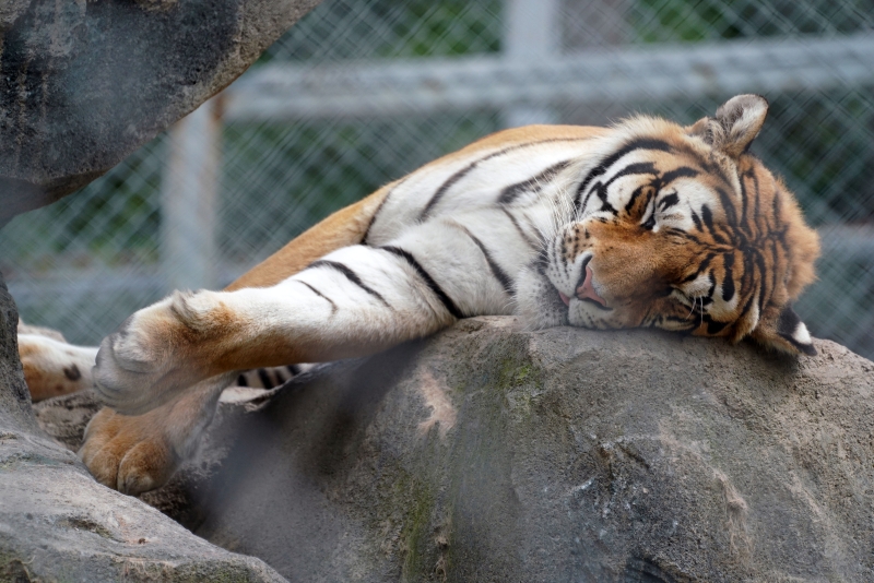 一只东北虎在园内休息。