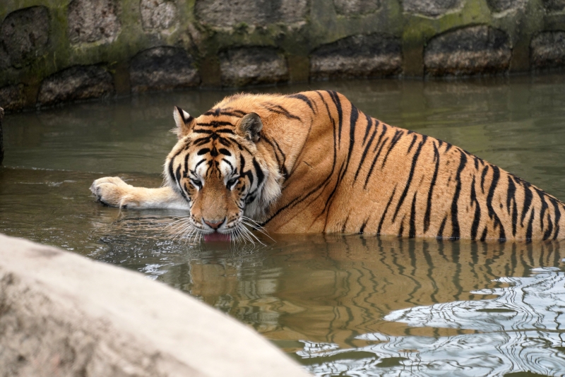 一只西伯利亚虎在水中嬉戏。
