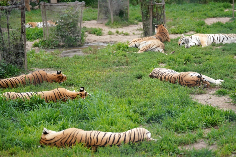 中国最大的东北虎科普教育展览馆。公园里的西伯利亚虎减少了活动，采取了多种方式在盛夏降温。
