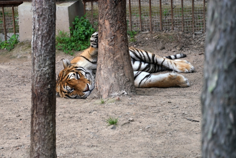 一只东北虎在园内休憩。