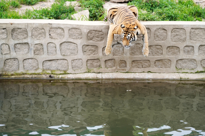 这只西伯利亚虎准备跳入池塘戏水降温。