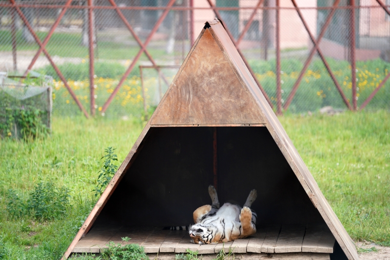这只可爱的西伯利亚虎睡姿特别引人注意。