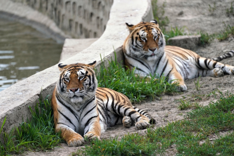 公园里的西伯利亚虎减少了活动，采取了多种方式在盛夏降温。