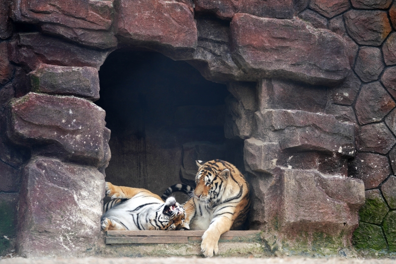 两只东北虎在园中休息。