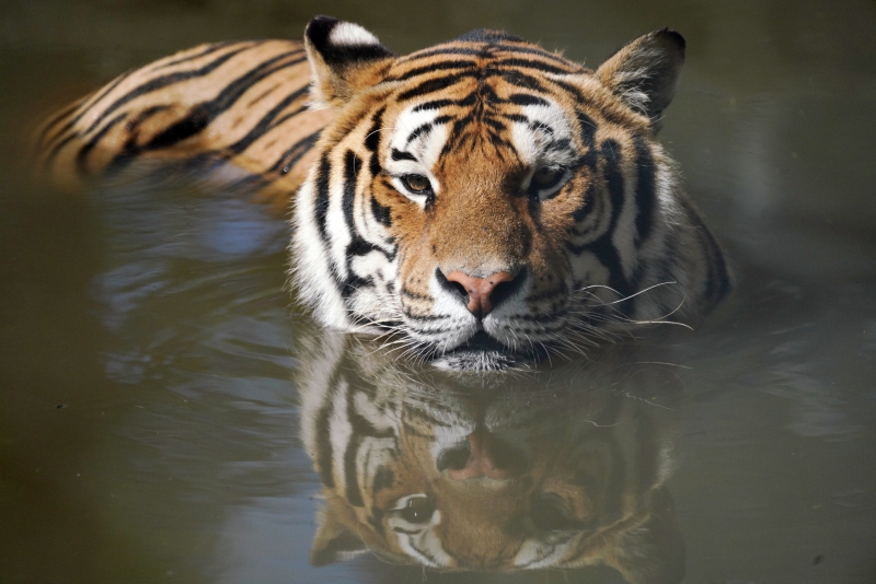 一只西伯利亚虎在水中降温。