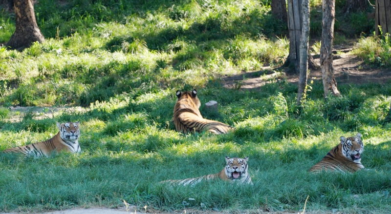 4只东北虎在园内乘凉休息。
