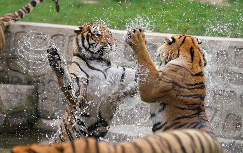 西伯利亚虎在水中嬉戏。