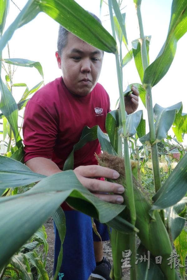 农庄里还种了玉蜀黍，条条肥美，陈锡禧随手检查，确保没有害虫啃食。