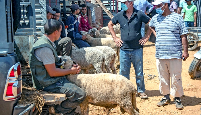 Moroccans buy sacrificial animals ahead of the Muslim festival of Eid al-Adha at a livestock market in Skhirat, about 20km south of capital Rabat. AFP