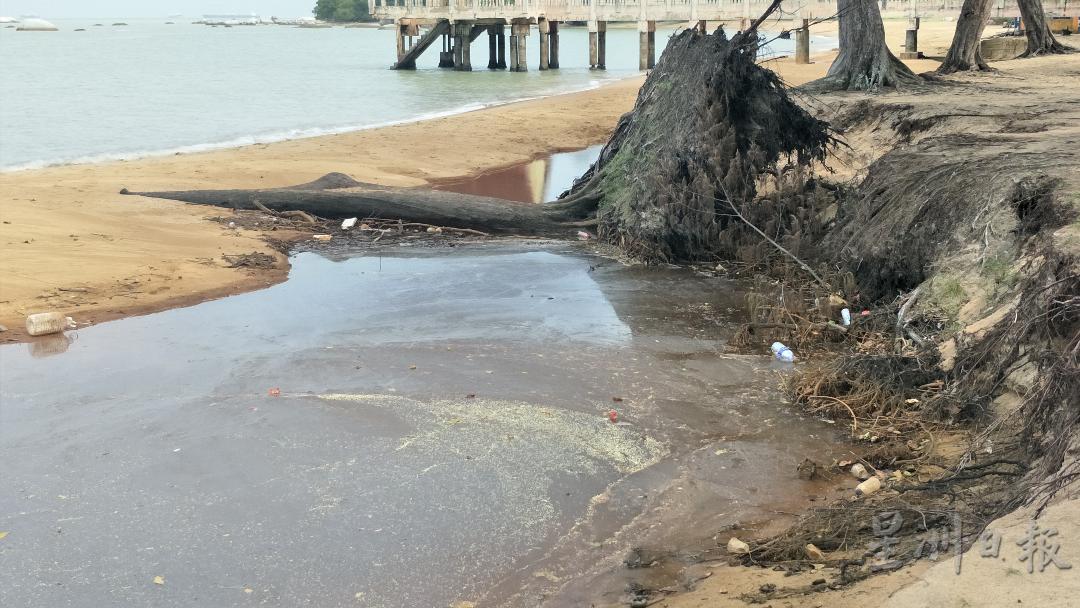 老树倒卧海滩上，污水流不通形成湖泊的情况。