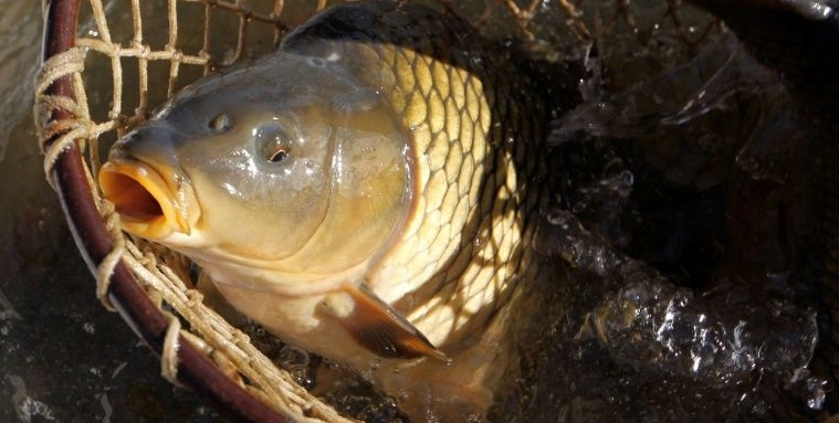 Carp from Europe were introduced into Groenvlei in South Africa in the 1800s and have proliferated so much that the lake's ecosystem is at threat. AFP