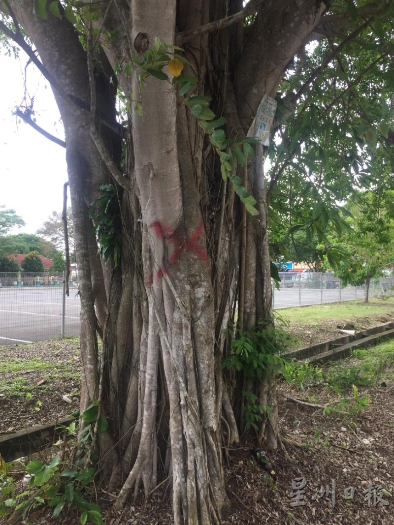 树身被画上红色交叉印记的，将在近期内被砍。