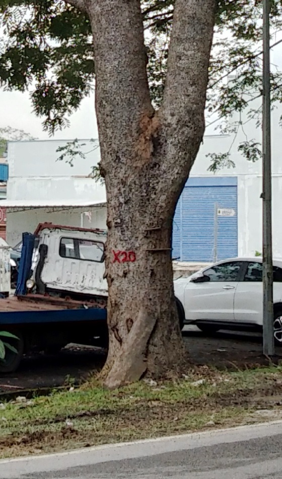 市议员指出，被标签了X字母的树木是基于安全考量或基于破坏基建而将被砍掉。