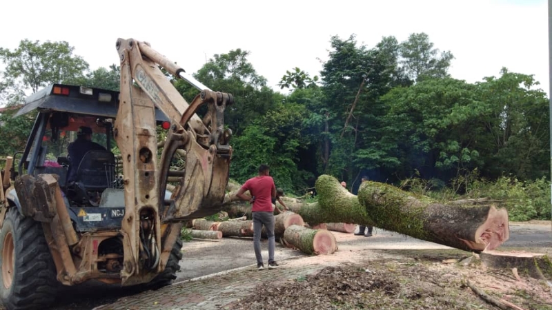 市政厅今年截至目前记录了126宗树倒意外。