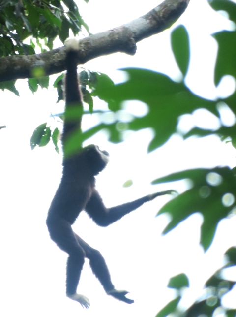 长臂猿擅长以“臂荡”（brachiation）的方式在树上敏捷快速地移动，速度可达每小时50公里。