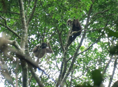 白掌长臂猿的族群成员通常包括一只雄猿、一只雌猿和它们的孩子。它们在早晨时分的叫唱，多半是雄猿和雌猿的合唱，用来宣告领域。