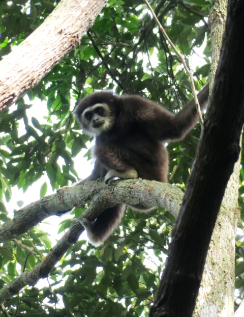 白掌长臂猿。它们以小群的方式聚居且有领域性，所以通常无法在面积太小的森林里长存。