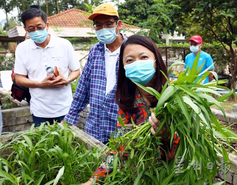 杨巧双（右起）在阮罗顺的陪同下巡视菜园，并体验采收菜园内所种植的蔬菜。