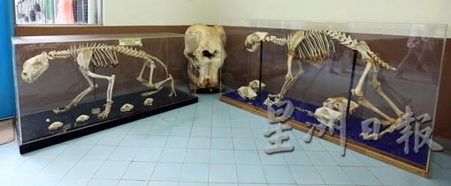 兽医部收藏的各种标本。