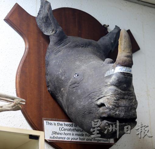 这只犀牛标本已经有几十年历史。