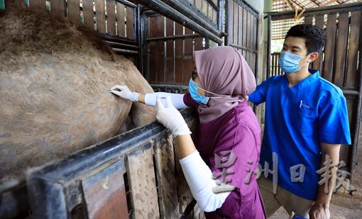 苏海丽莎在骆驼背上轻轻的刮下一些表皮组织做化验。