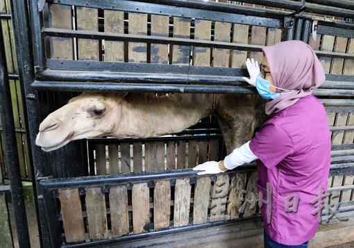 需要接受治疗的骆驼被赶进一个小隔间，苏海丽莎会根据需要治疗的部位打开窗口治疗，如此一来不必担心动物会挣扎或逃走。