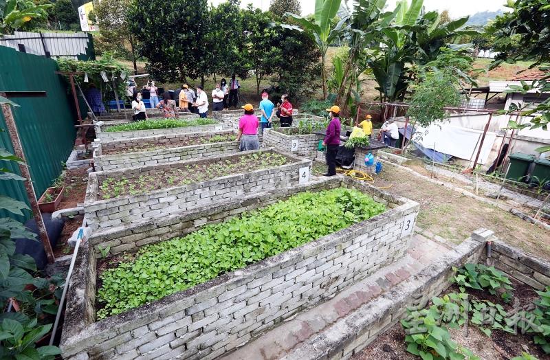 双威SPK白沙罗花园社区菜园在杨巧双的拨款下，建立3呎的种植箱，让居民更轻松照顾农作物之余，也不会再被雨水冲走。