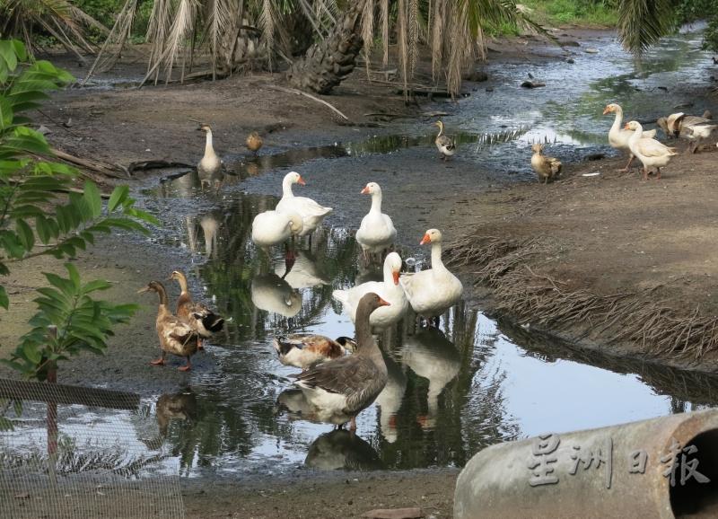 鹅群鸭群在小河里嬉水。