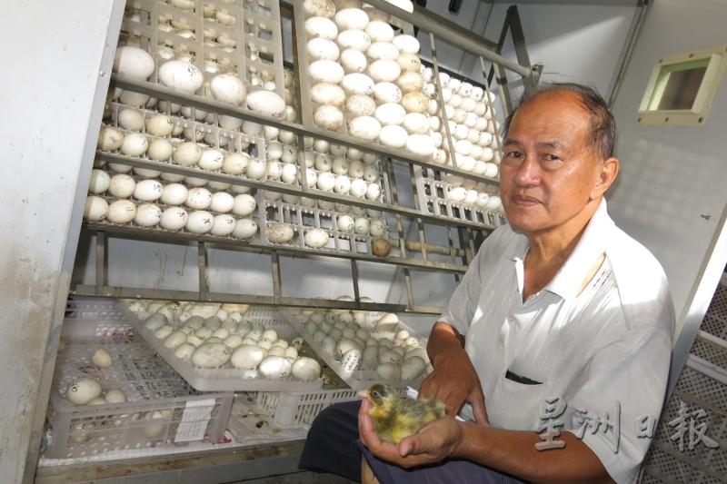 马利凯农场里安装了蛋类孵化器。
