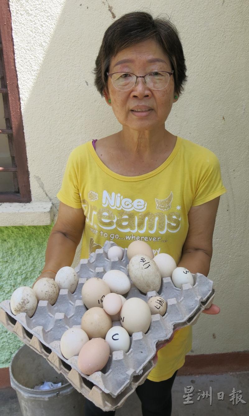 马利凯的太太陈彩专展示农场里体积大小不一的各种禽鸟的蛋。