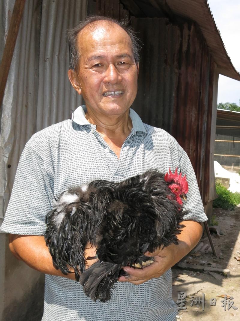 这只黑羽毛北京鸡是马利凯的掌上黑珍珠，讨喜可爱。