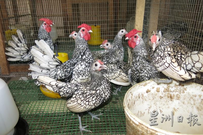 爪哇岛品种峇廸鸡，娇小玲珑，毛色整齐美丽。
