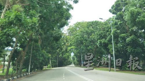 武吉南眉工业区公路旁的茂密大树，遇上强风暴雨时，路过者也会心惊胆跳。