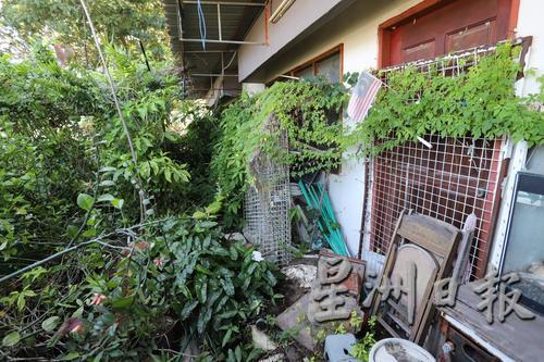 罗弄班兰组屋某住户在家旁种植大量植物，却任由各类植物“放肆”地长成一片小森林，卫生情况恶劣。