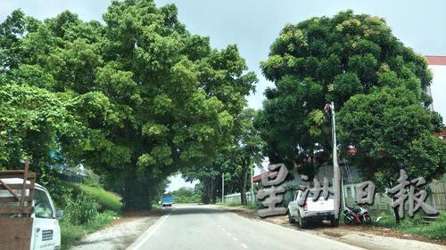 茂密的树干延伸到路中央，对来往车辆构成危险。