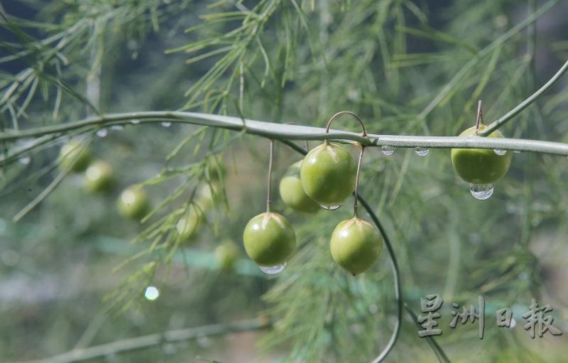 菓居石休闲农业园采用无毒方式,种植芦荀。
菓居石休闲农业园采用无毒方式,种植芦荀。