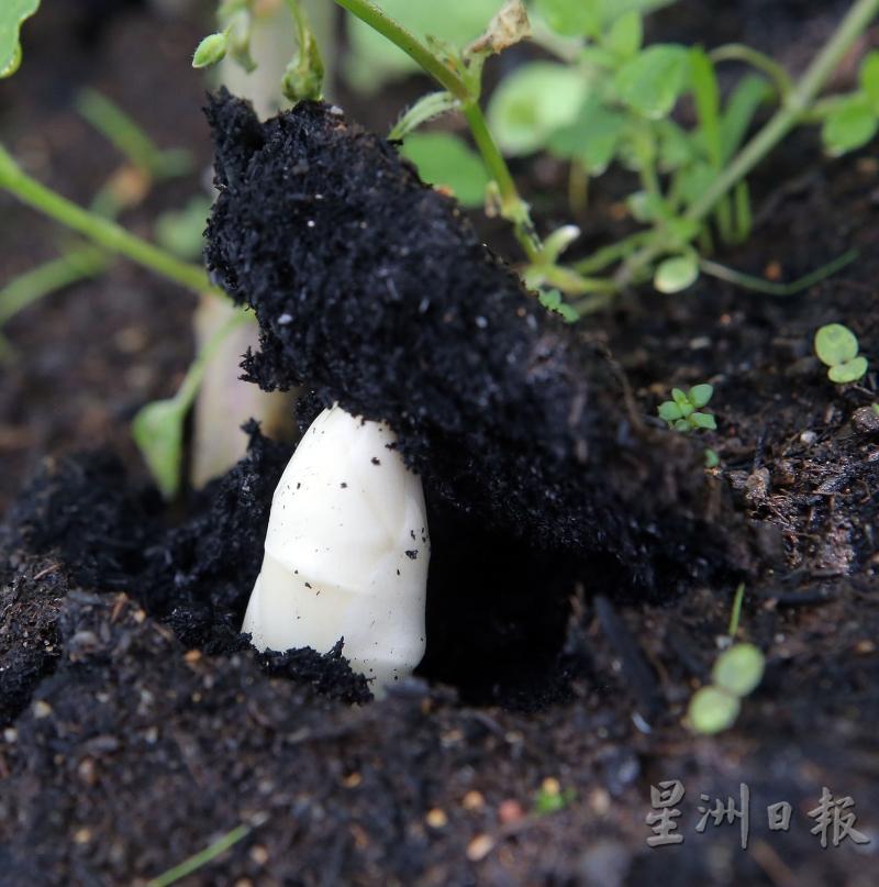 荀破土而出,4天内就可达到收割标准长度,就是12寸长。
荀破土而出,4天内就可达到收割标准长度,就是12寸长。