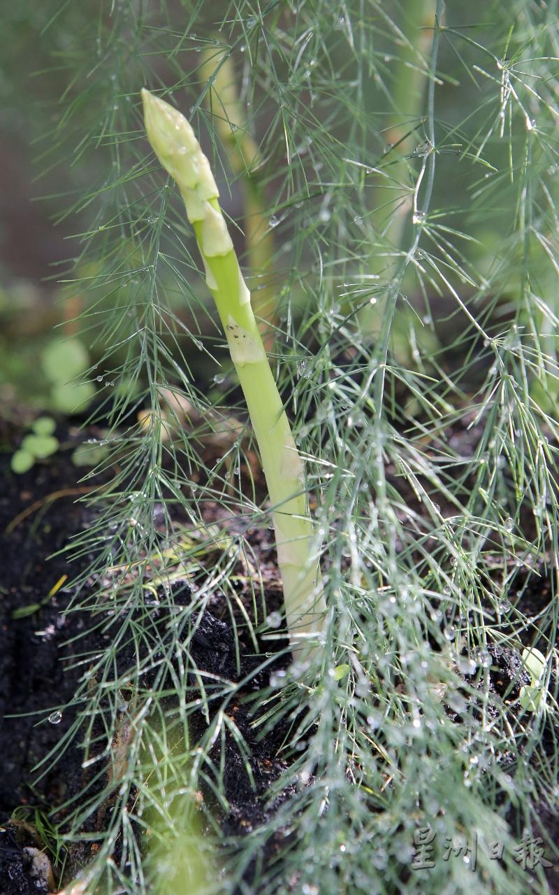 结果的植株是母株,其生产的芦荀多是A货。
结果的植株是母株,其生产的芦荀多是A货。