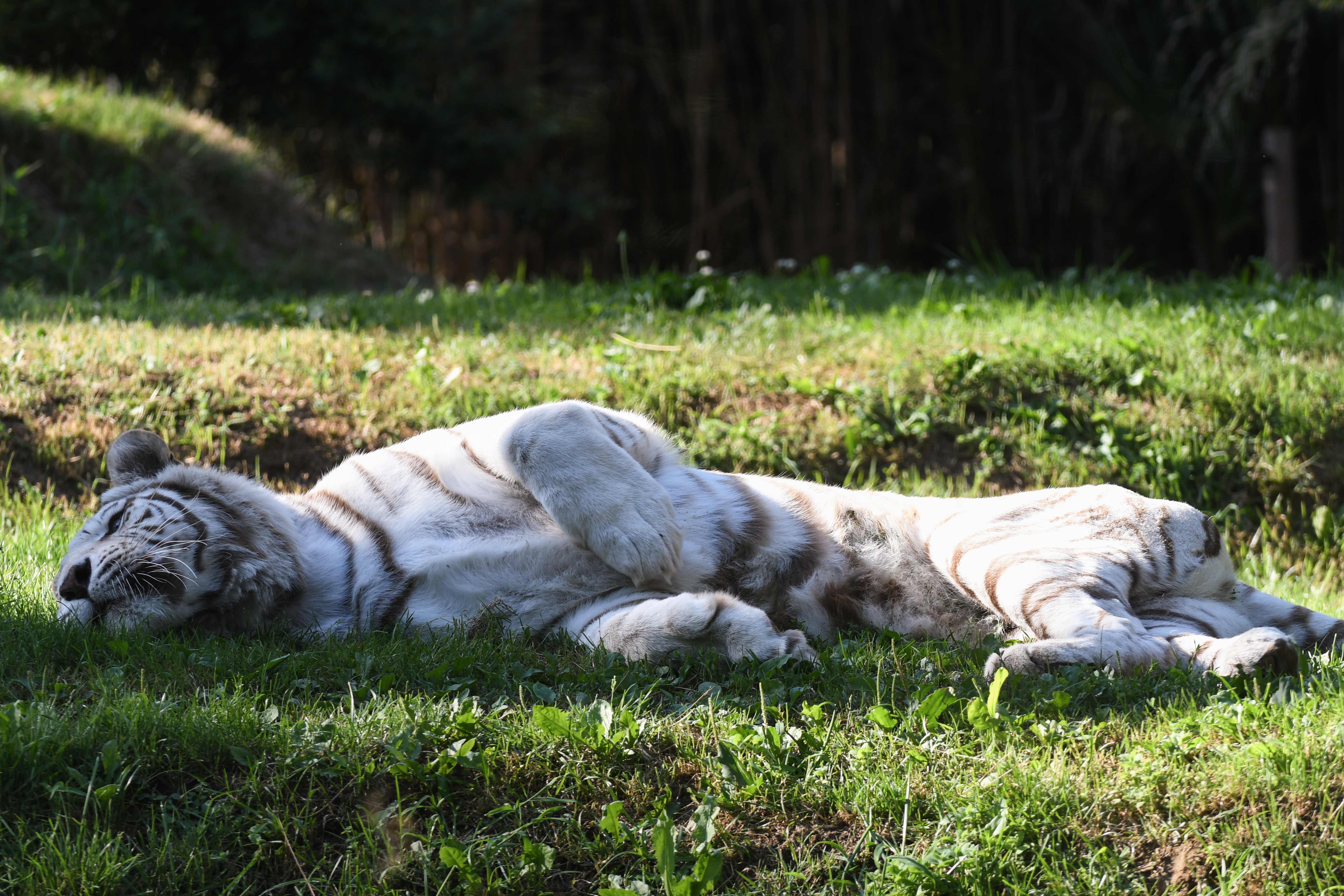 热浪侵袭法国，动物园里的动物也受不了。在法国西部一家动物园里的白色雌狮，躲在树荫底下纳凉。(法新社图片)